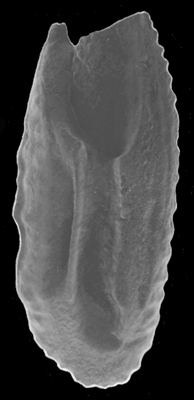 Sphyraena flavicauda Rüppell, 1838